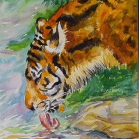 8. Tiger Drinking Water 8.5''x11.5'' watercolor