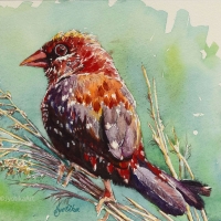 The Red Bird 9''x12'' watercolor.jpg
