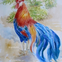Long Tail Rooster 11''x14'' watercolor—SOLD