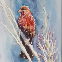 The Red Bird with pink flowers 9''x12'' watercolor