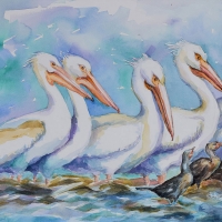White Pelicans, Crystal River, Florida  20''x14'' watercolor